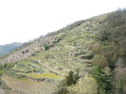 Côte-Rôtie Le Combard